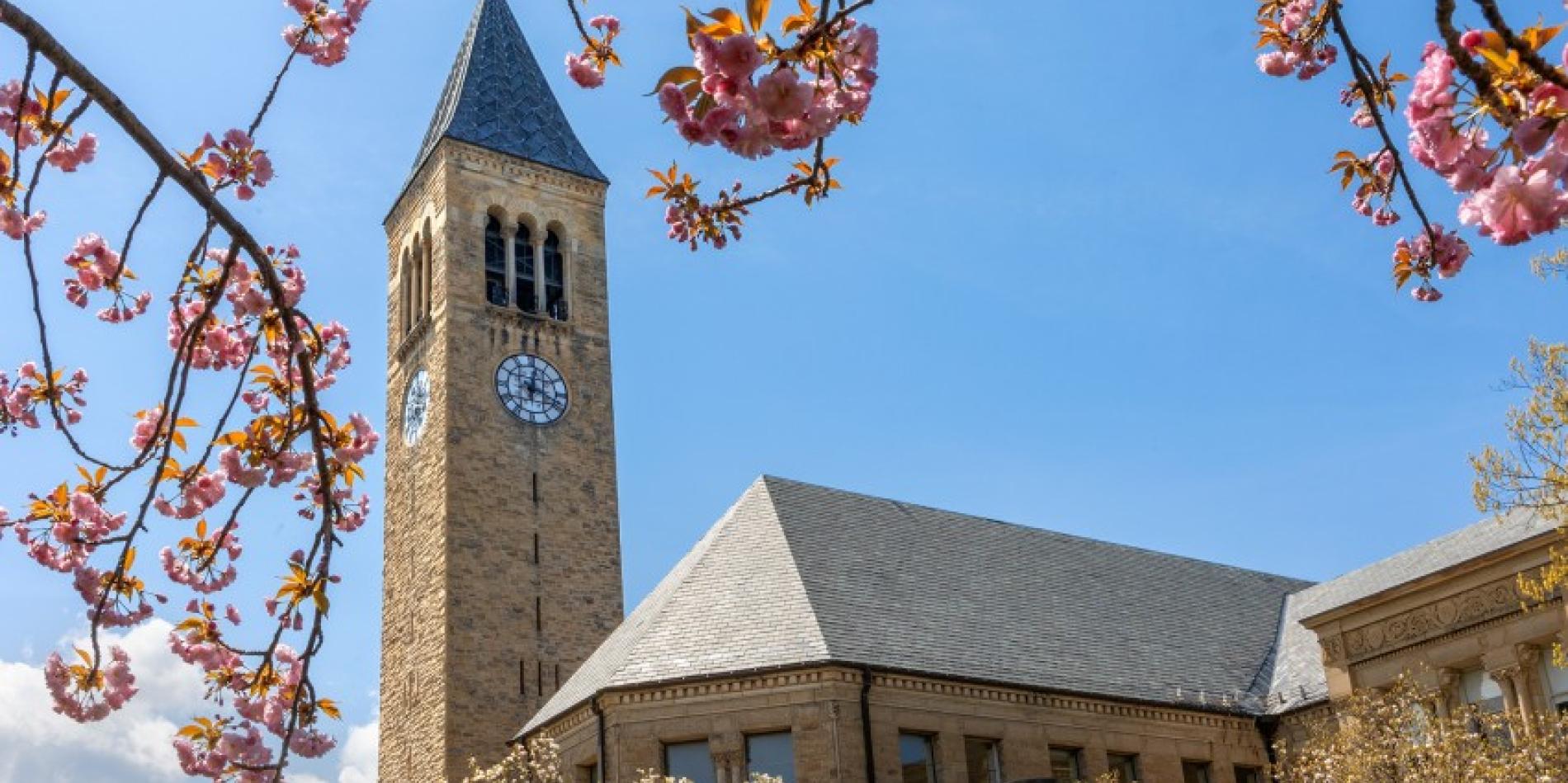 Clocktower stands behind cherry blossoms