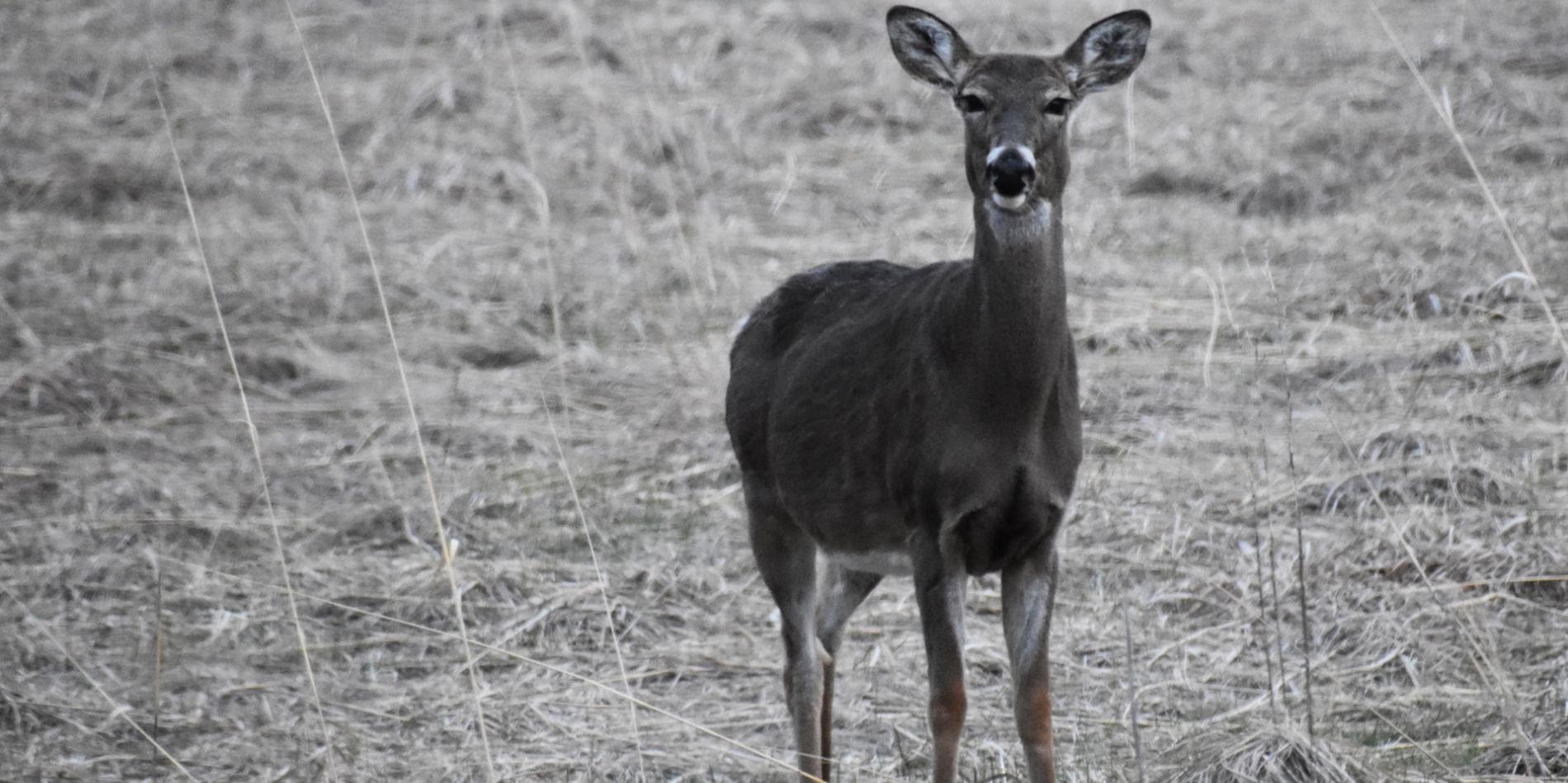 Predicting chronic wasting disease in counties could prevent spread