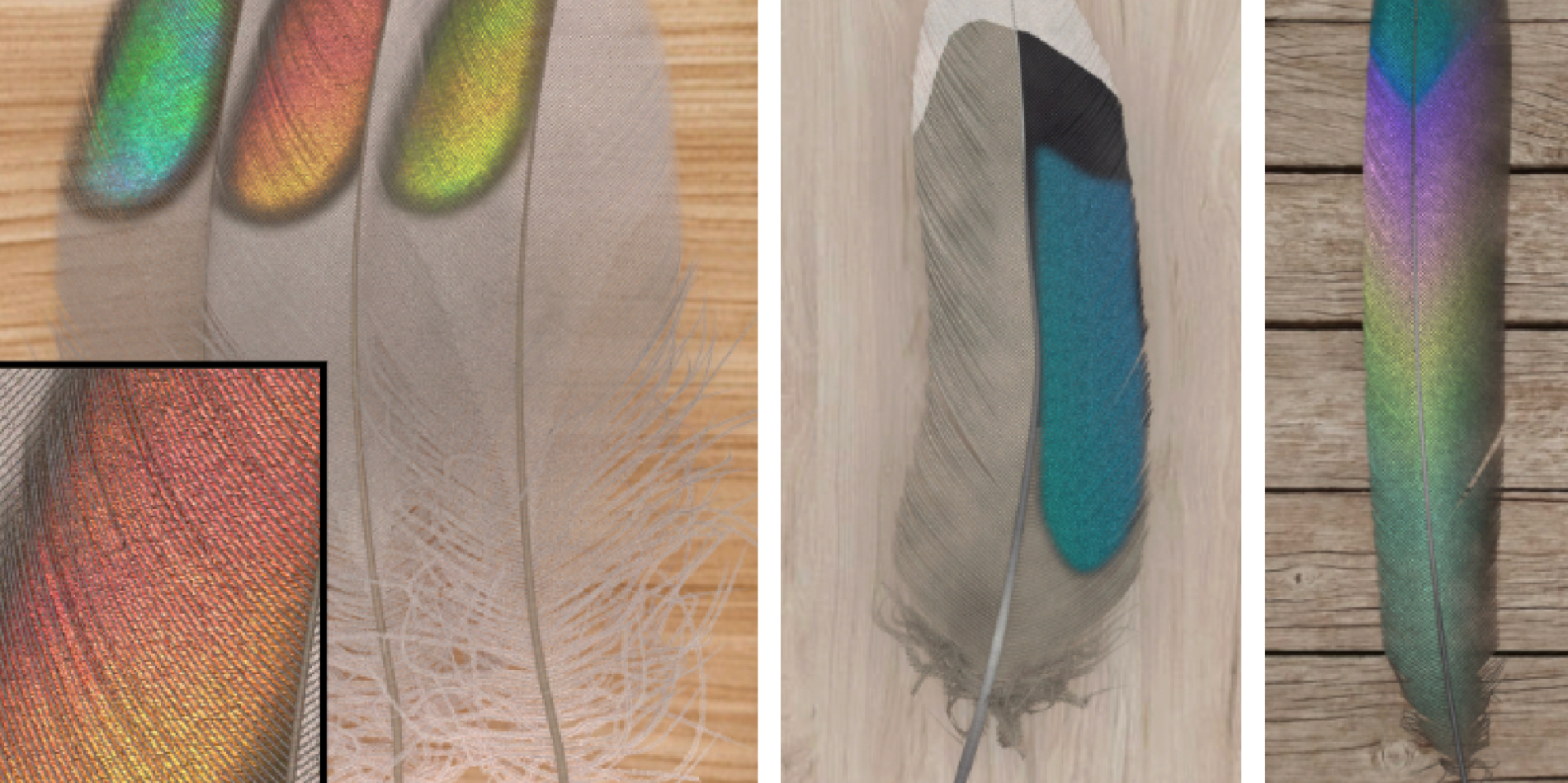 up close image of colored feathers
