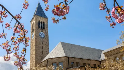 Clocktower stands behind cherry blossoms