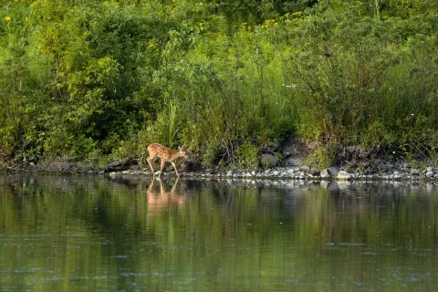 New method could help estimate wildlife disease spread