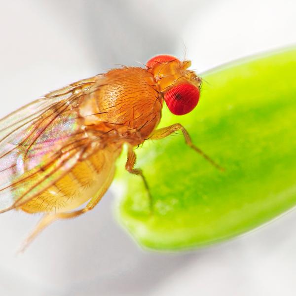 Mating causes ‘jet lag’ in female fruit flies, changing behavior