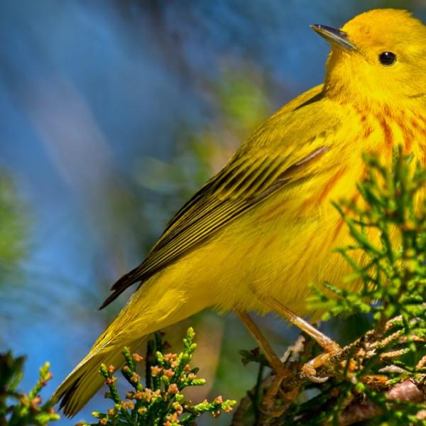 AI analyzes bird sightings to help conserve species