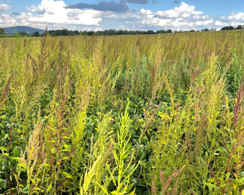waterhemp growing rampant in a field